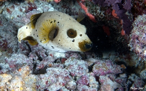 Maldives 2021 - Poisson-ballon a taches noires  Blackspotted puffer - Arothron nigropunctatus - DSC00750_rc